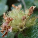 Teucrium pyrenaicum Fruit