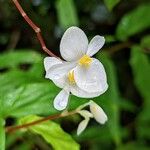 Begonia banaoensis