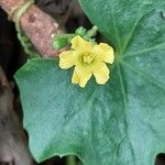 Melothria pendula Flower
