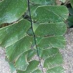 Adiantum peruvianum Blatt