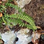 Asplenium trichomanes Folha