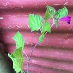 Scutellaria purpurascens Leaf