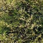 Ulmus minor Агульны выгляд