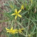 Gagea villosa Květ