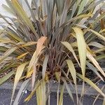 Phormium tenax Alkat (teljes növény)