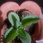 Kalanchoe daigremontiana List