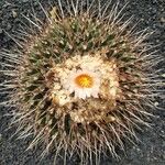 Thelocactus rinconensis Hoja
