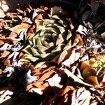 Sempervivum tectorum عادت داشتن