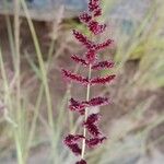 Echinochloa pyramidalis Blüte