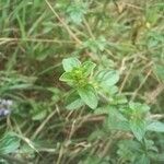 Mentha pulegiumLeaf