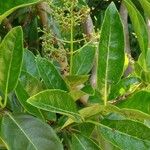 Viburnum odoratissimum Blad