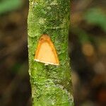 Dalbergiella welwitschii Corteza