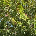 Calliandra surinamensis Leaf