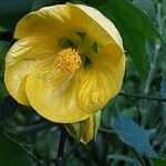 Abutilon spp. Blodyn