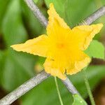 Momordica charantia Fleur