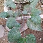 Capsicum pubescens Hoja
