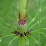 Equisetum sylvaticum Cortiza