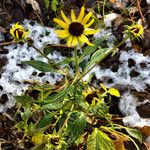 Rudbeckia hirta Hábito