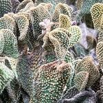 Opuntia microdasys Ліст