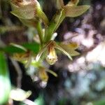 Bulbophyllum cylindrocarpum Квітка