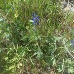 Lupinus micranthus Floare