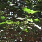 Ficus vallis-choudae List