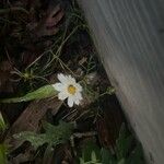 Cosmos parviflorus Flower