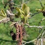 Alnus alnobetula Liść