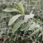 Pyrus salicifolia Leaf
