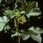 Abelmoschus esculentus Virág