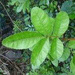 Schinus terebinthifolius Leaf