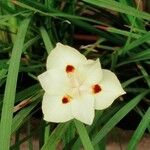 Dietes bicolor Virág