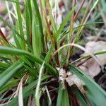 Carex digitata Habitus