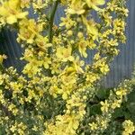 Verbascum speciosum Flor