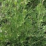 Artemisia biennis Leaf