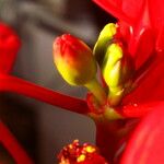 Euphorbia pulcherrima Květ