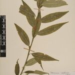 Sarcococca wallichii Otro