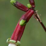 Dichelostemma ida-maia