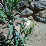 Nerium oleander Φύλλο