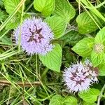 Mentha aquaticaBlomma