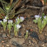 Phacelia cephalotes Συνήθη χαρακτηριστικά