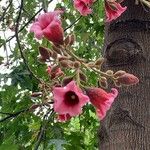 Brachychiton discolor Flor