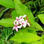 Kopsia fruticosa Flower