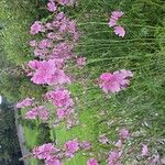 Sidalcea malviflora Кветка