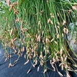 Isolepis cernua Flors