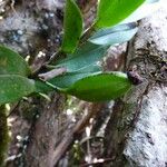 Angraecum corrugatum Fruit