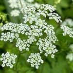 Chaerophyllum temulumЦветок