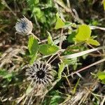 Abutilon grandiflorum Plod