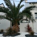 Phoenix canariensis Žievė