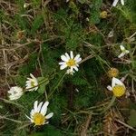 Anthemis cotula പുഷ്പം